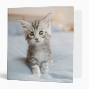 Classeur Chaton de ragondin du Maine