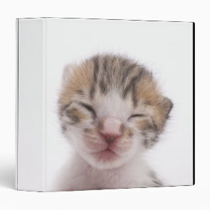 Classeur Chaton de sommeil