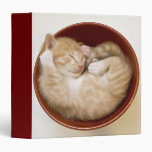 Classeur Chaton de sommeil