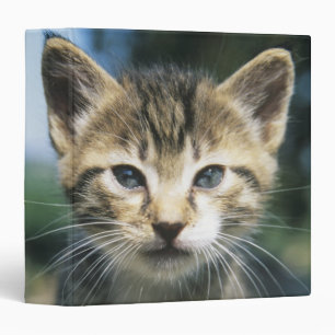 Classeur Chaton dehors