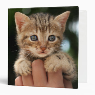 Classeur Chaton doux de bébé