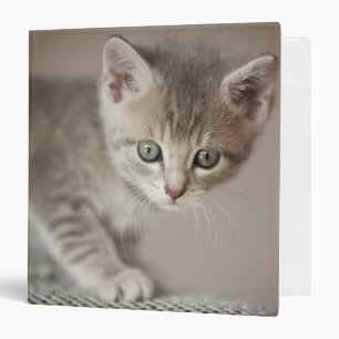 Classeur Chaton minuscule