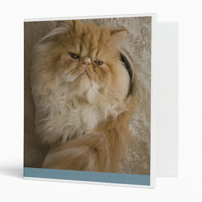 Classeur Chaton persan (Devant/intérieur)