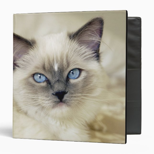 Classeur chaton ragdoll (Devant/Intérieur)