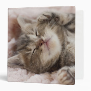 Classeur Chaton somnolent