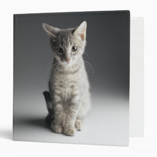Classeur Chaton tigré bleu