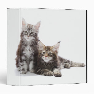 Classeur Chatons de ragondin du Maine