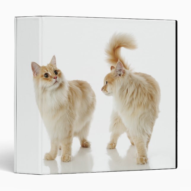 Classeur Chats Munchkin (Devant/Côté)