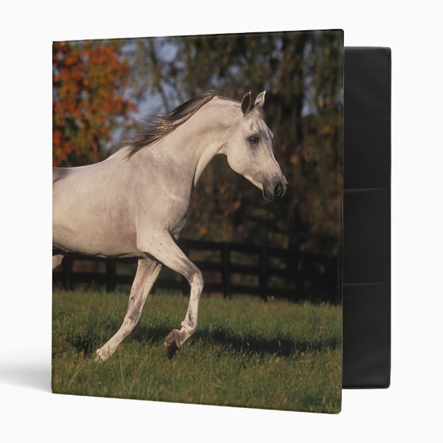 Classeur Cheval arabe : Automne 2 (Devant/intérieur)