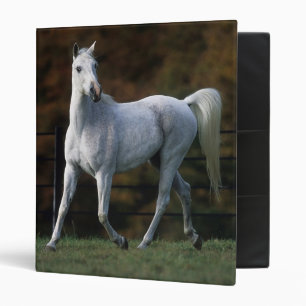 Classeur Cheval arabe courant 1