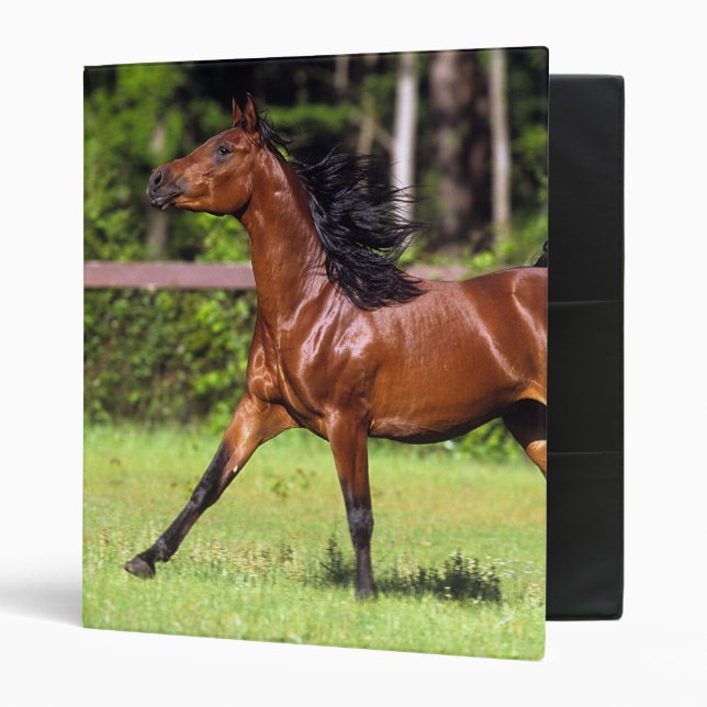 Classeur Cheval arabe courant 2 (Devant/intérieur)
