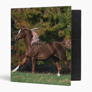 Classeur Cheval arabe fonctionnant dans le domaine herbeux