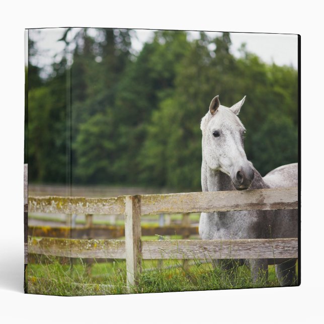 Classeur Cheval dans le champ en regardant sur la clôture (Devant/Côté)