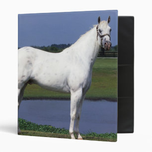 Classeur Cheval d'Appaloosa