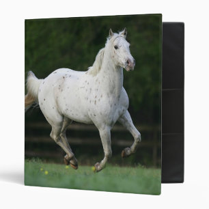 Classeur Cheval d'Appaloosa courant 1