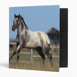 Classeur Cheval d'Appaloosa courant 3
