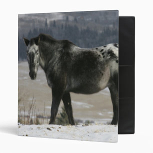 Classeur Cheval d'Appaloosa dans la neige