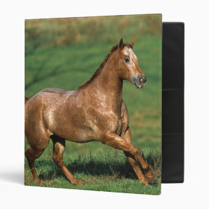 Classeur Cheval d'Appaloosa fonctionnant dans le domaine