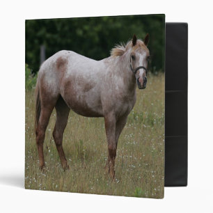 Classeur Cheval d'Appaloosa se tenant dans l'herbe