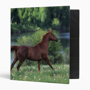 Classeur Cheval de pur sang se tenant en fleurs