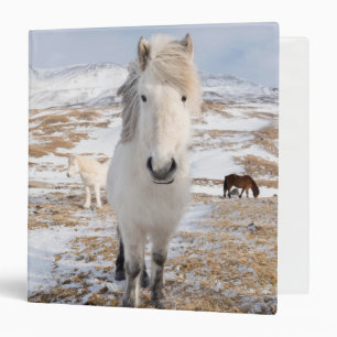 Classeur Cheval islandais blanc, Islande