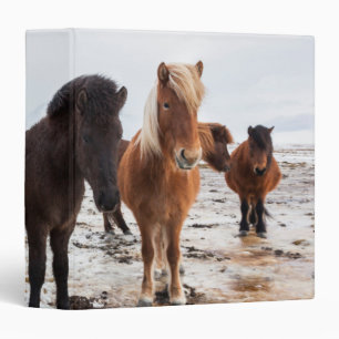 Classeur Cheval islandais en hiver en Islande