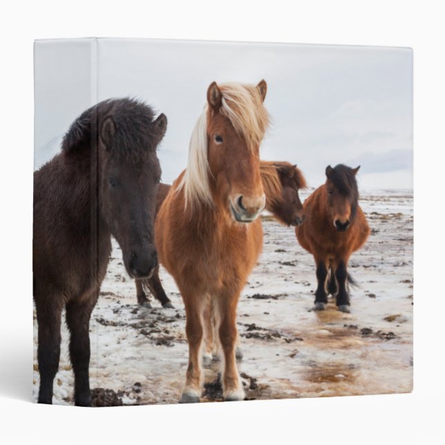 Classeur Cheval islandais en hiver en Islande (Devant/Côté)