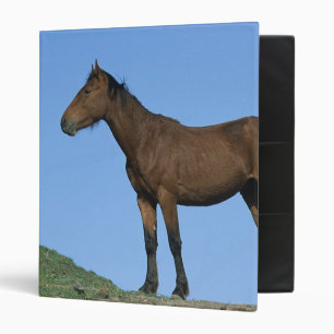 Classeur Cheval sauvage de mustang