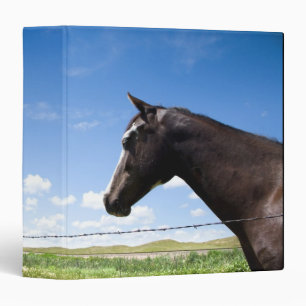 Classeur Cheval se tenant à la barrière dans le pâturage