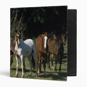 Classeur Chevaux sauvages 1 de mustang