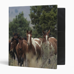 Classeur Chevaux sauvages 2 de mustang