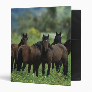 Classeur Chevaux sauvages 3 de mustang