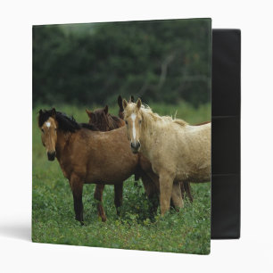Classeur Chevaux sauvages 4 de mustang
