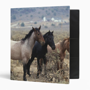 Classeur Chevaux sauvages 5 de mustang