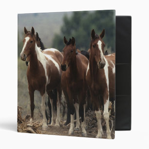 Classeur Chevaux sauvages 7 de mustang
