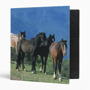 Classeur Chevaux sauvages de mustang dans les montagnes