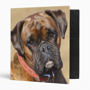 Classeur Chien Brindle de boxeur