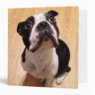 Classeur Chien de Boston Terrier