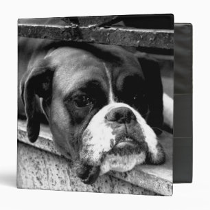 Classeur Chien de boxe sur la rbcn de Windows