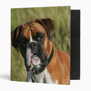 Classeur Chien de boxeur regardant fixement