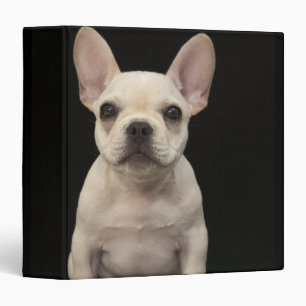 Classeur Chien de taureau français de couleur crème