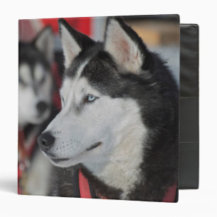 Classeur Chien husky avant une course, Canada