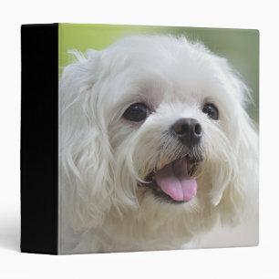 Classeur Chien maltais blanc