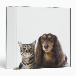 Classeur Chien (teckel) et chat (chat japonais) sur le