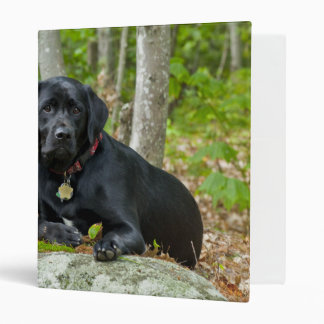 Classeur Chiens Chiens Marionnettes Black Lab Chocolat Labr