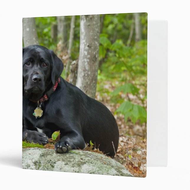 Classeur Chiens Chiens Marionnettes Black Lab Chocolat Labr (Devant/intérieur)