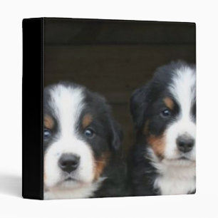 Classeur Chiens de montagne de Bernese