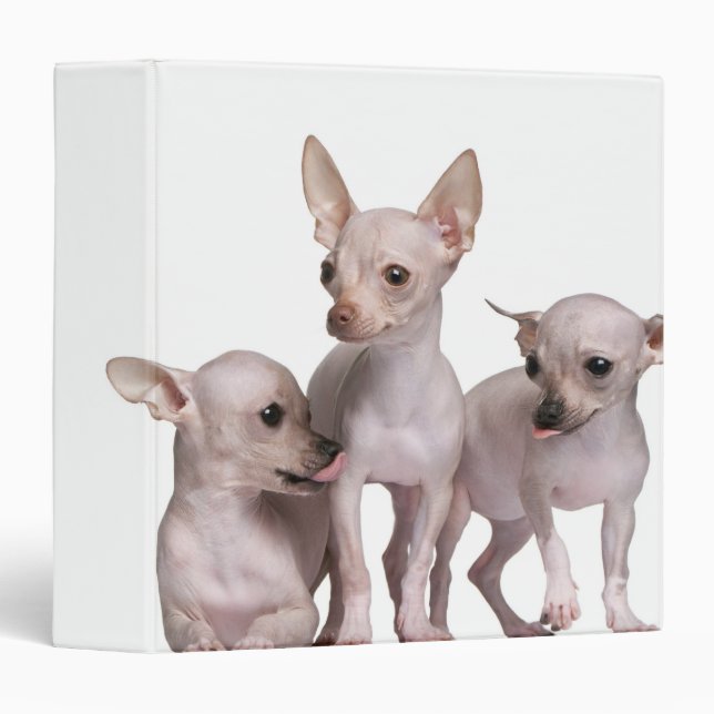 Classeur Chihuahua sans cheveux (5 et 7 mois) (Devant/Côté)