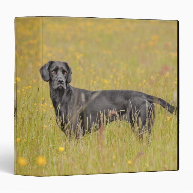 Classeur Chiot 16 mois (Devant/Côté)