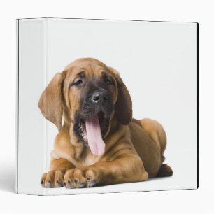 Classeur Chiot 2